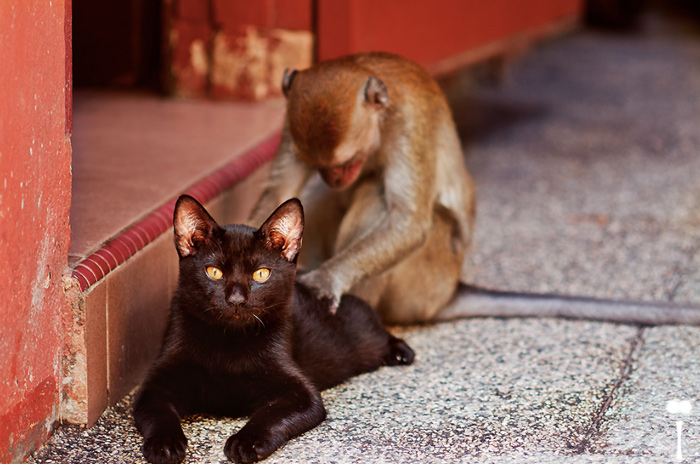 20 веселых фотографий с кошками