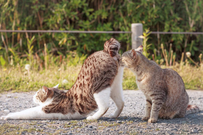 20 веселых фотографий с кошками