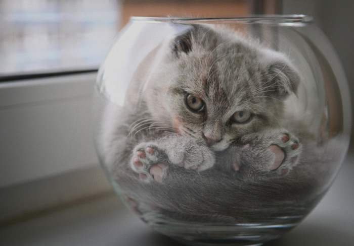20 веселых фотографий с кошками