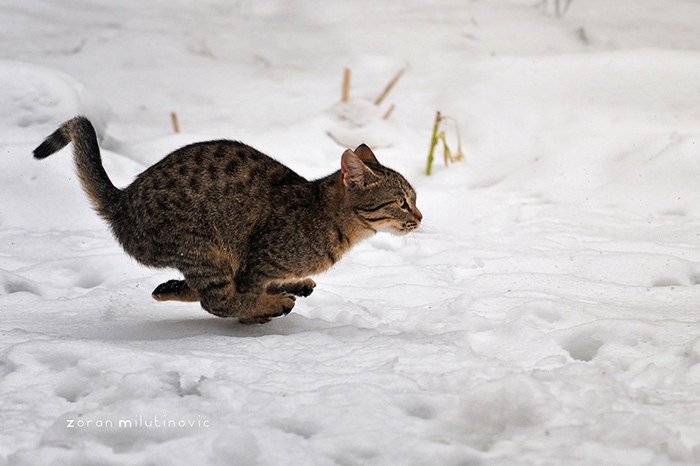 20 веселых фотографий с кошками