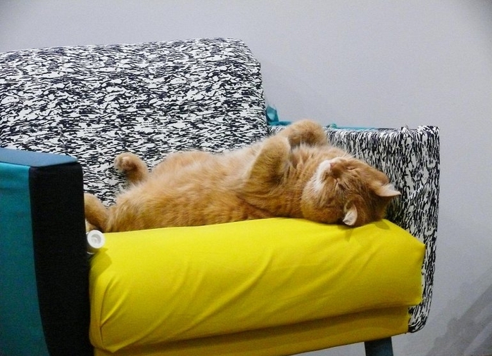 20 веселых фотографий с кошками