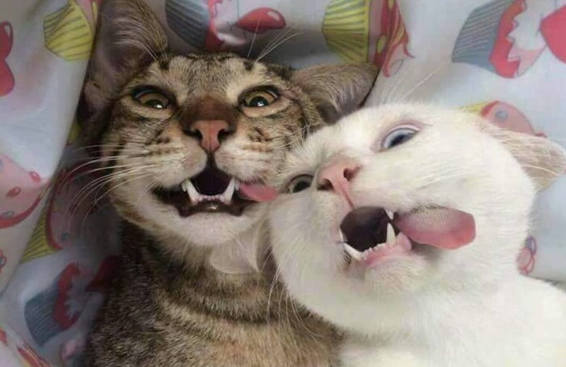 20+ фото котиков, показывающих язык