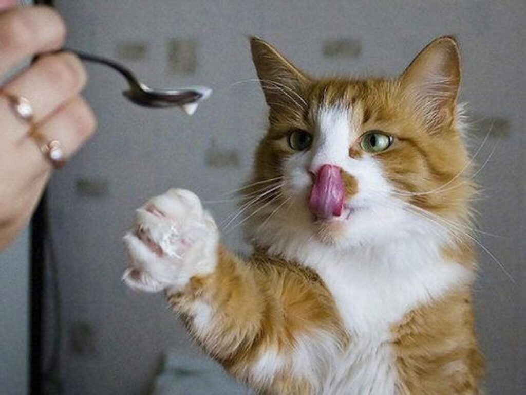 20+ фото котиков, показывающих язык