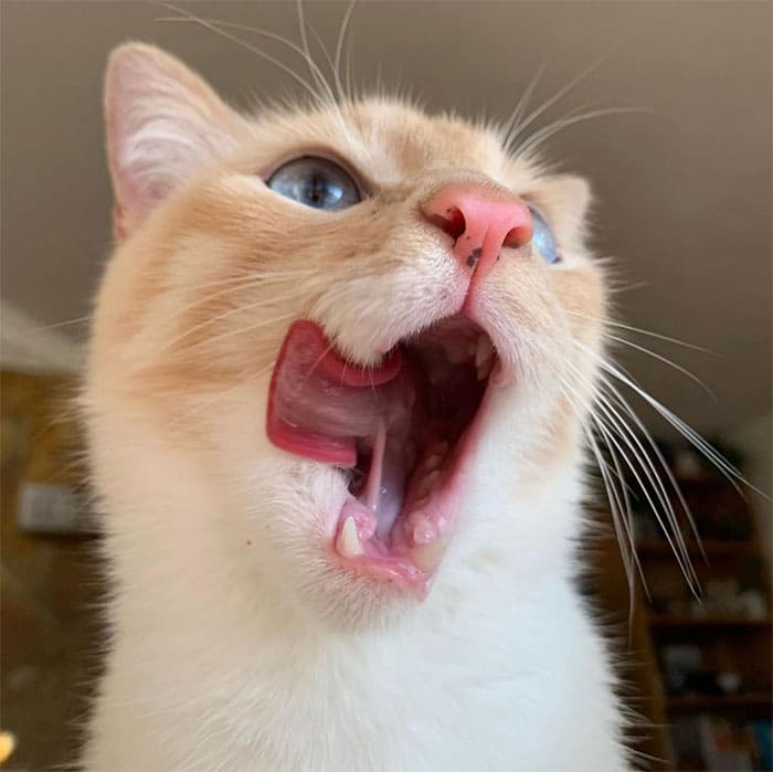 20+ фото котиков, показывающих язык