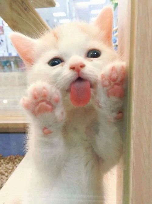 20+ фото котиков, показывающих язык