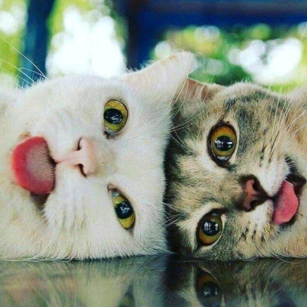 20+ фото котиков, показывающих язык