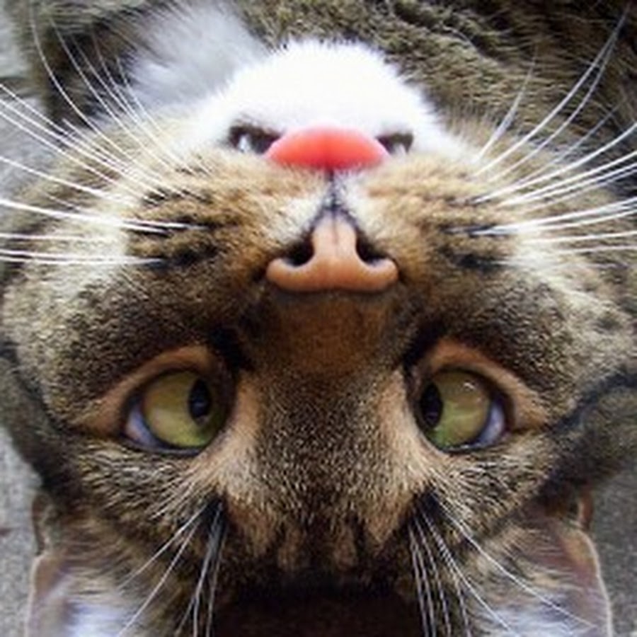 20+ фото котиков, показывающих язык