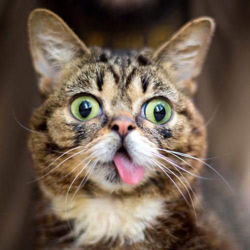 20+ фото котиков, показывающих язык