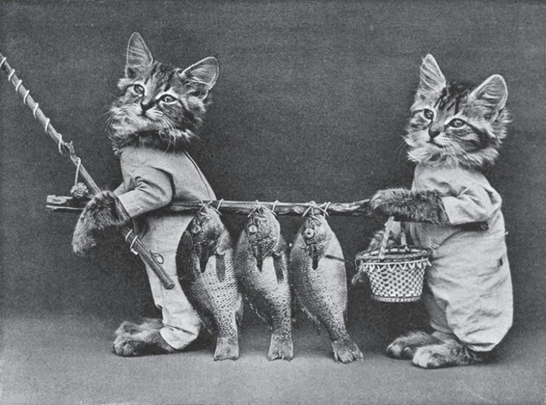 LOLCats: Смешные коты Гарри Уиттера