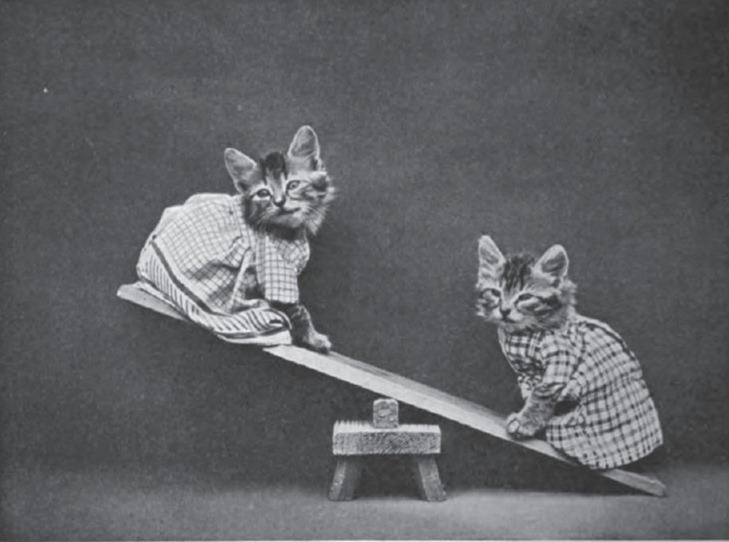 LOLCats: Смешные коты Гарри Уиттера