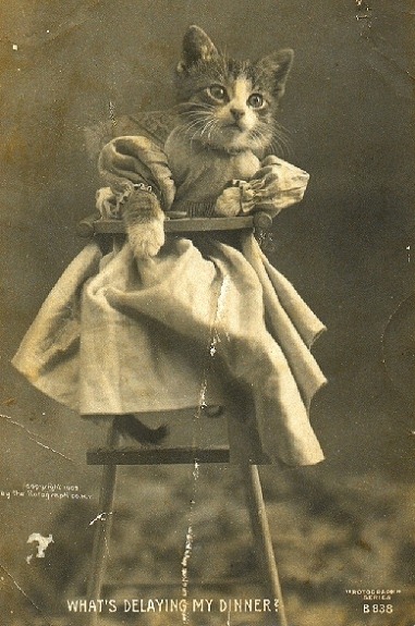 LOLCats: Смешные коты Гарри Уиттера