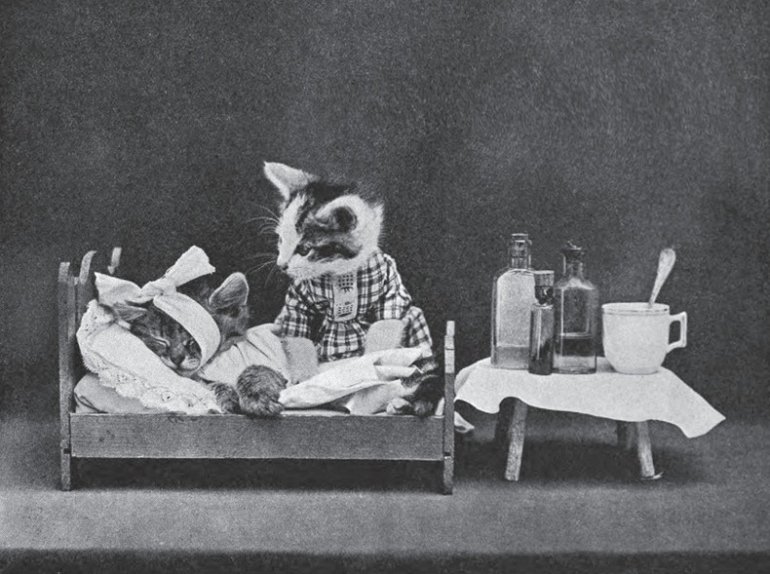 LOLCats: Смешные коты Гарри Уиттера