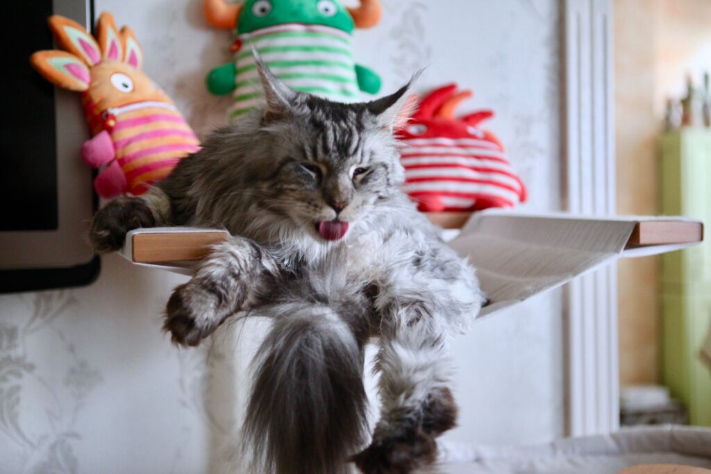 Бритый кот и самоизоляция