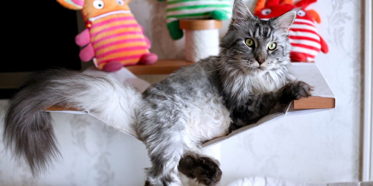 Бритый кот и самоизоляция