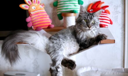 Бритый кот и самоизоляция