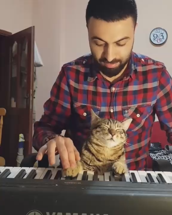 Коты и музыка (видео)