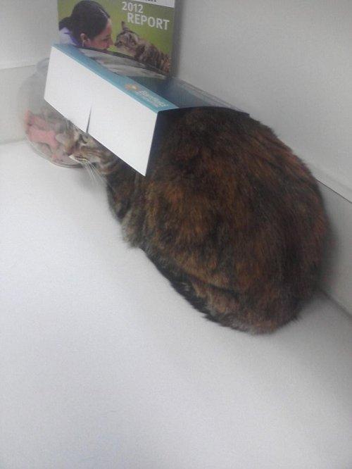 Когда котики вдруг поняли, что попали к ветеринару (ФОТО)