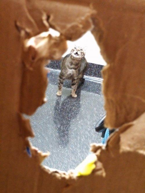Когда котики вдруг поняли, что попали к ветеринару (ФОТО)
