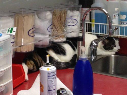 Когда котики вдруг поняли, что попали к ветеринару (ФОТО)