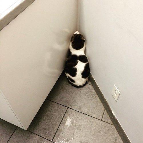 Когда котики вдруг поняли, что попали к ветеринару (ФОТО)