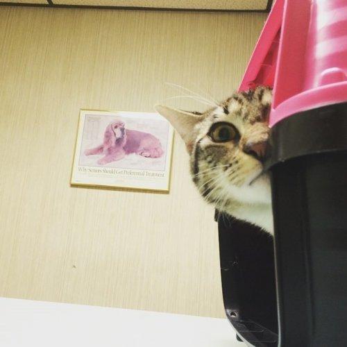Когда котики вдруг поняли, что попали к ветеринару (ФОТО)