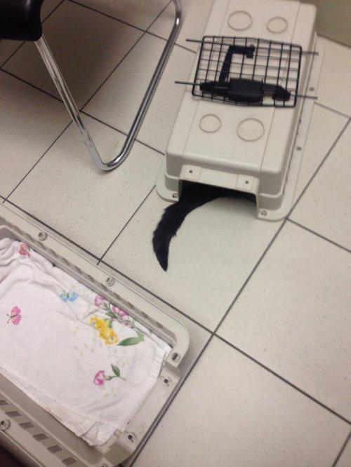Когда котики вдруг поняли, что попали к ветеринару (ФОТО)