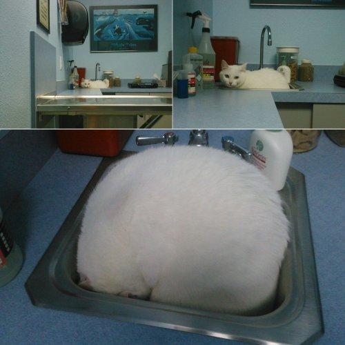 Когда котики вдруг поняли, что попали к ветеринару (ФОТО)