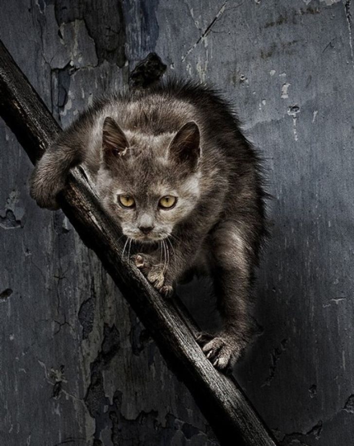 Суровые дворовые коты