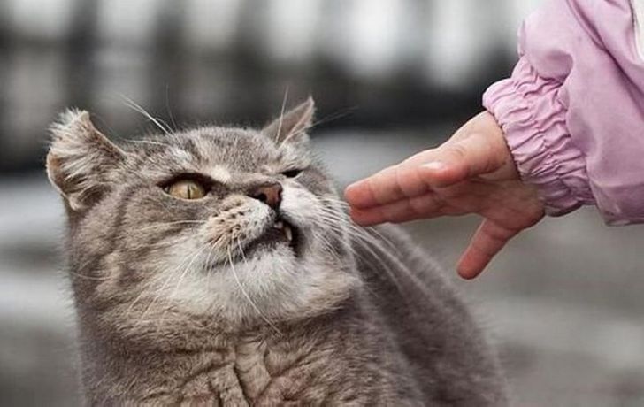 Суровые дворовые коты