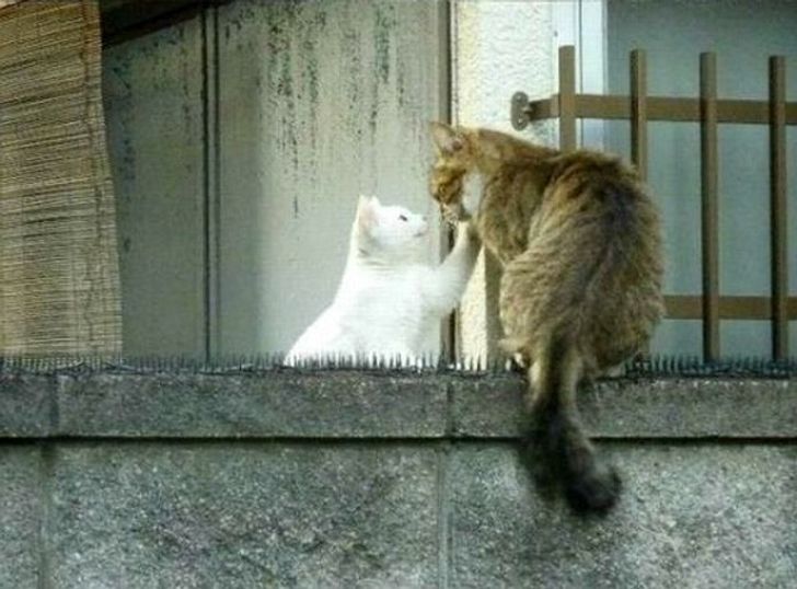 Суровые дворовые коты