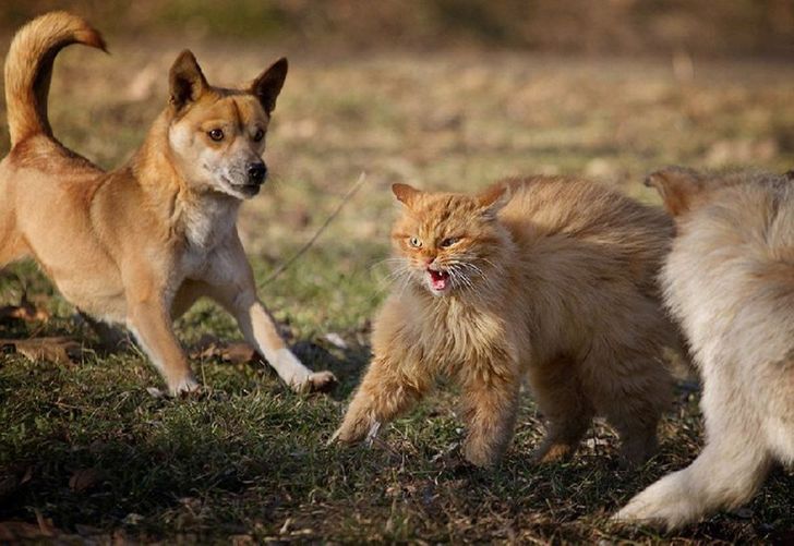 Суровые дворовые коты