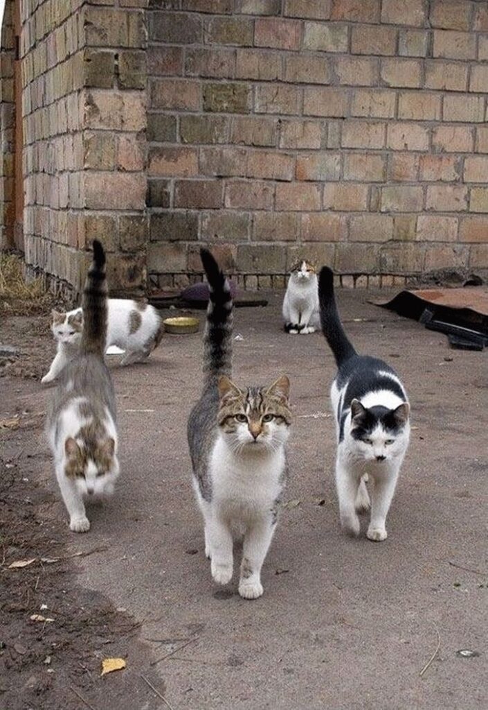 Суровые дворовые коты