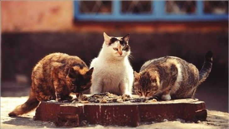 Суровые дворовые коты