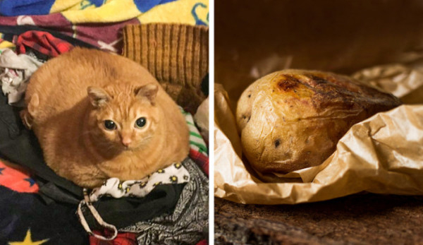 13 очаровательных и сладких кошек - косплей на еду