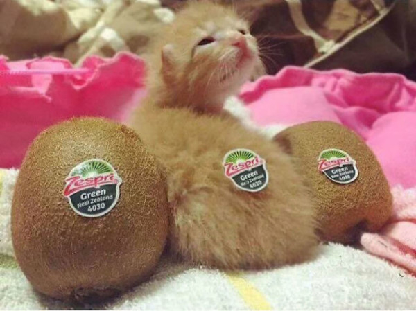 13 очаровательных и сладких кошек - косплей на еду