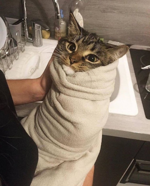 13 очаровательных и сладких кошек - косплей на еду
