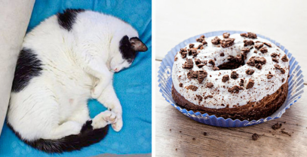 13 очаровательных и сладких кошек - косплей на еду