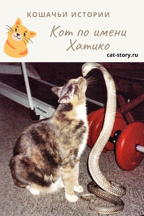 Кот по имени Хатико 