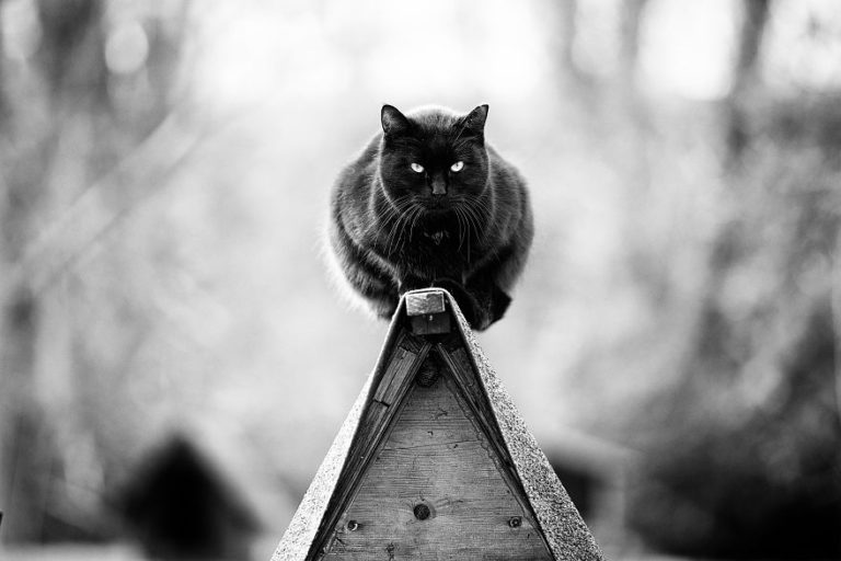 Мужчины и кошки
