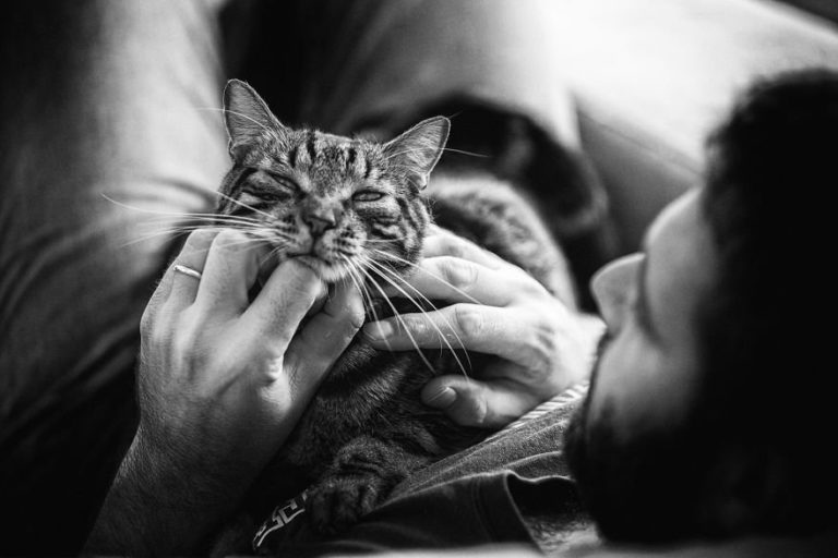 Мужчины и кошки