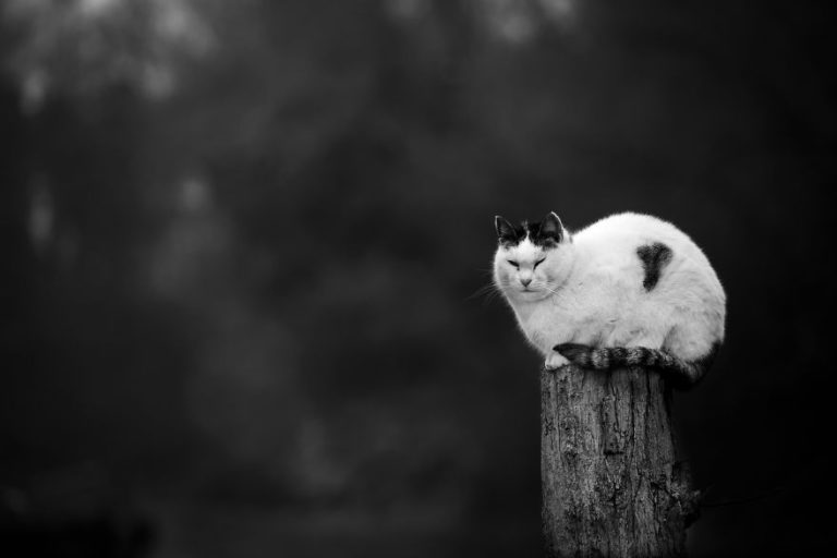 Мужчины и кошки