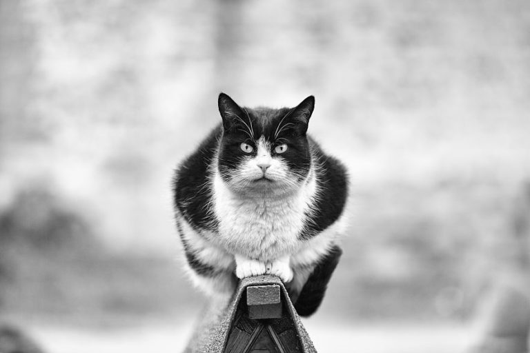 Мужчины и кошки
