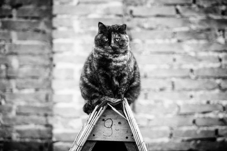 Мужчины и кошки