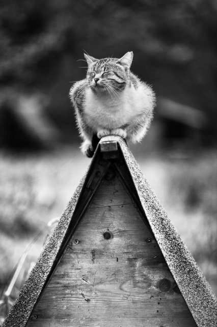 Мужчины и кошки