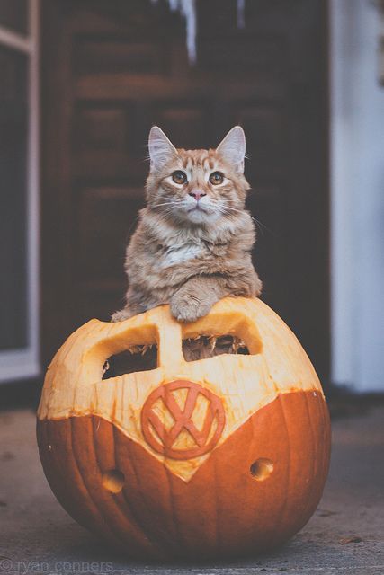 Хэллоуин. Котики и тыквы. ФОТО