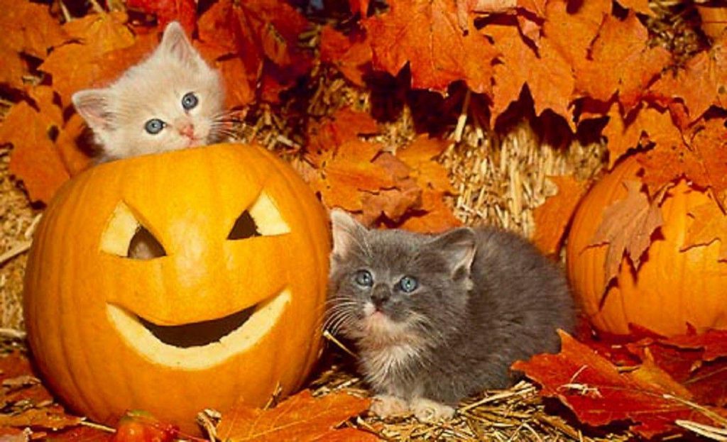 Хэллоуин. Котики и тыквы. ФОТО