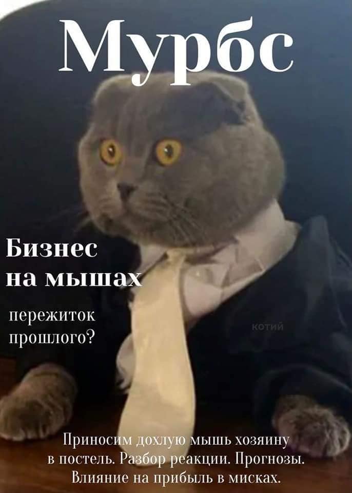 Кусьмополитен и Мурбс - свежие выпуски кошачьих журналов