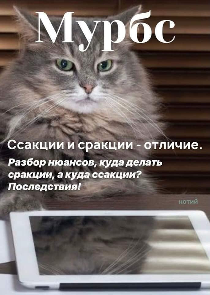 Кусьмополитен и Мурбс - свежие выпуски кошачьих журналов