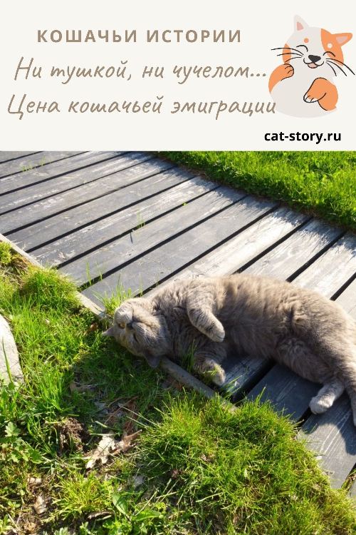 Ни тушкой, ни чучелом... Цена кошачьей эмиграции