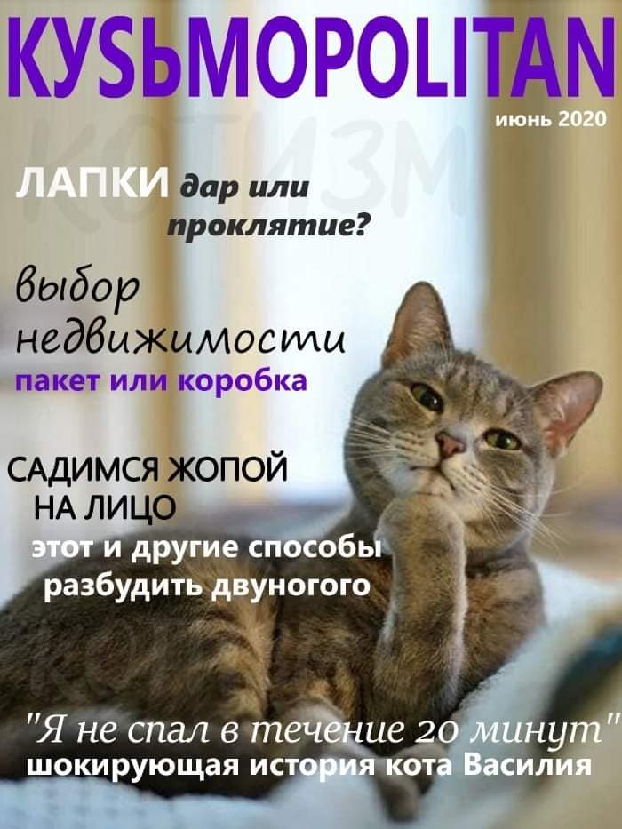 Кусьмополитен и Мурбс - свежие выпуски кошачьих журналов